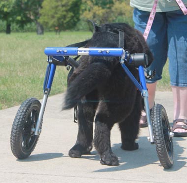 Maddie Road to Recovery in Walkin' Wheels Wheelchair