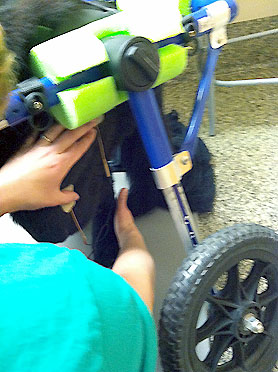 Maddie Road to Recovery in Walkin' Wheels Wheelchair