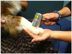Rehab with Modalities on Dogs