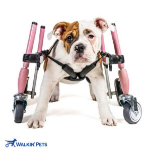 Small front attachment for dog wheelchair