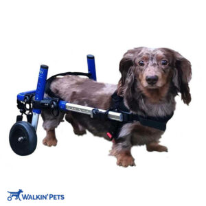 small rear dachshund wheelchair