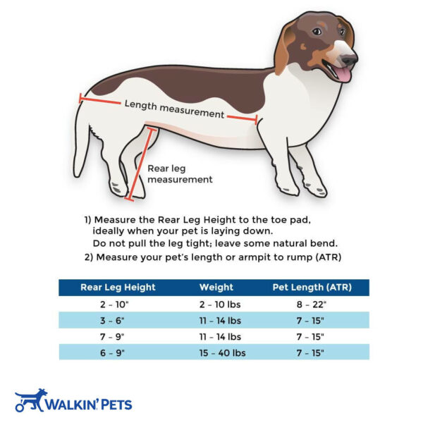 dachshund wheelchair measurement guide