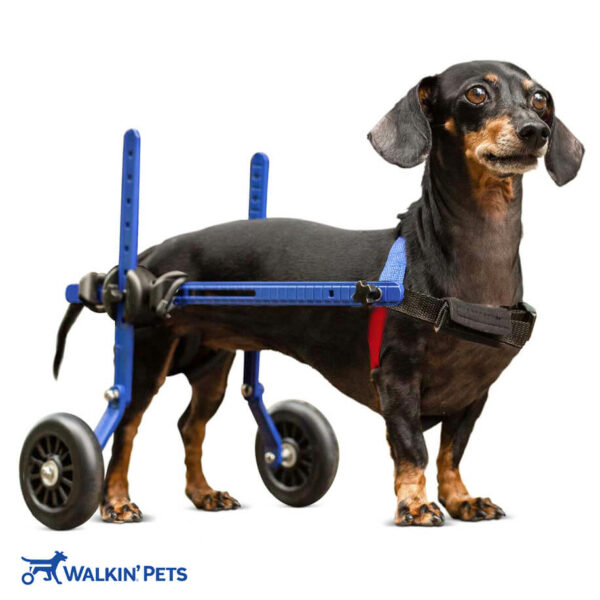 mini rear dachshund wheelchair