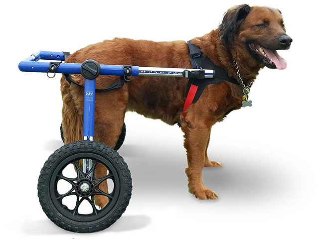 large blue rear wheelchair