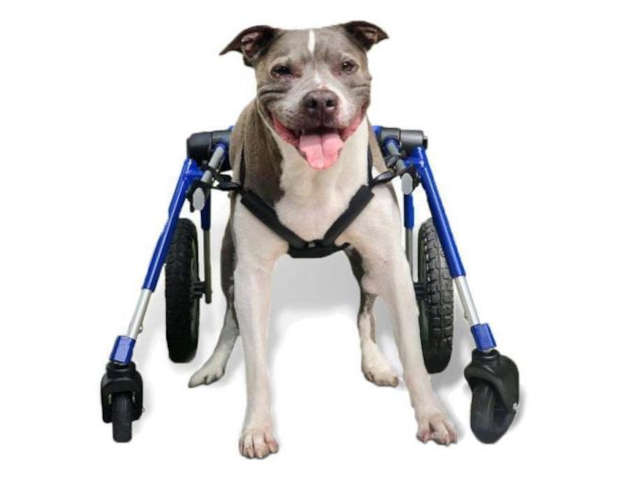 medium blue quad wheelchair