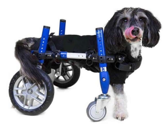 small blue quad wheelchair