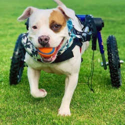 Getting Used to Your Pet Wheelchair Resource Guide