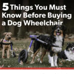 Wheelchair 5 things PDF thumbnail