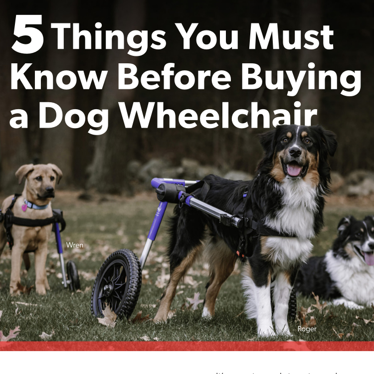 Five Things You Must Know Before Buying a Dog Wheelchair Resource Guide Preview