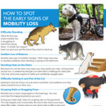 signs mobility loss canines thumbnail