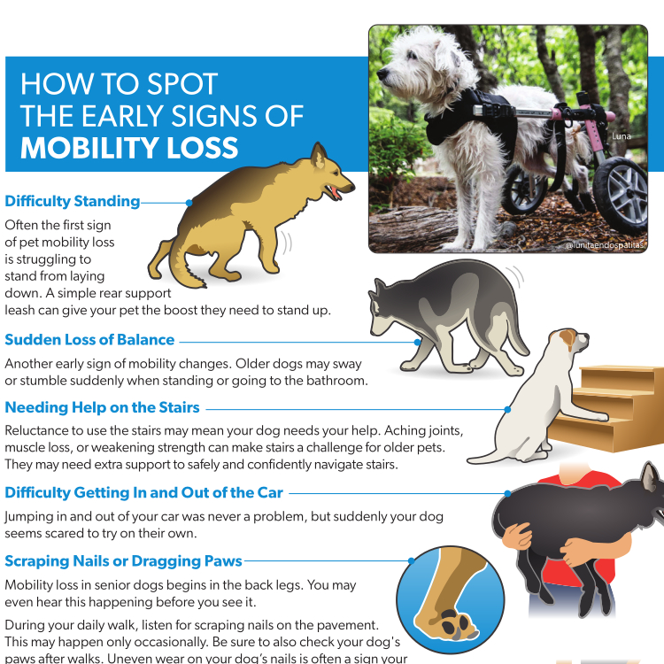 Signs Mobility Loss Canines Preview