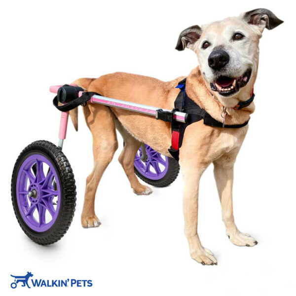 dog wheelchair with purple foam wheels