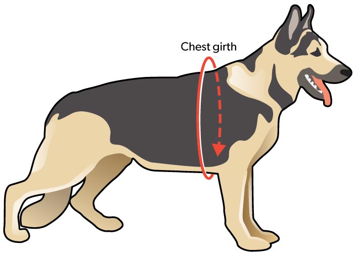 Measure dog chest girth diagram
