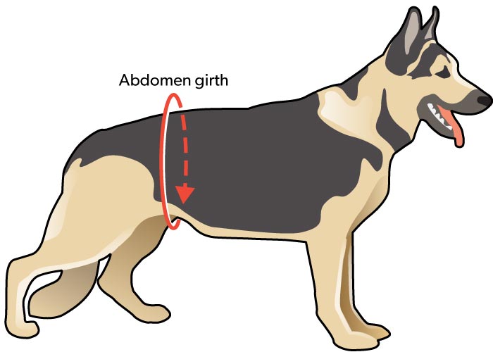 measure dog abdomen diagram