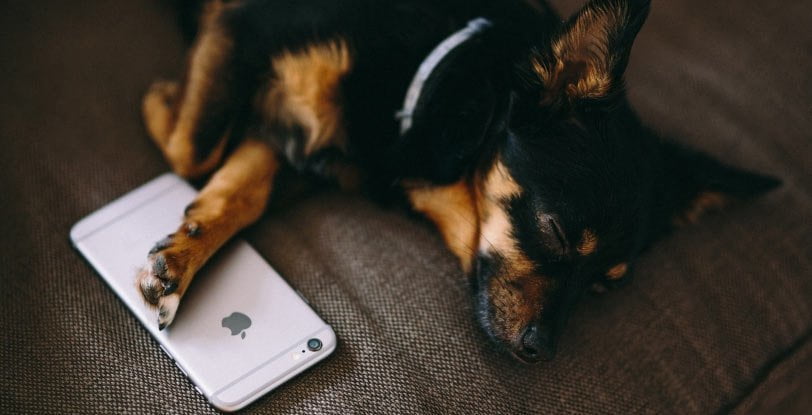 dog sleeping on iPhone