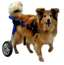 dog wheelchair customer reviews