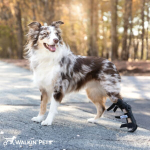 Dog in Walkin` Fit Adjustable Splint