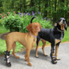 two dogs in Walkin` Fit Adjustable Splint